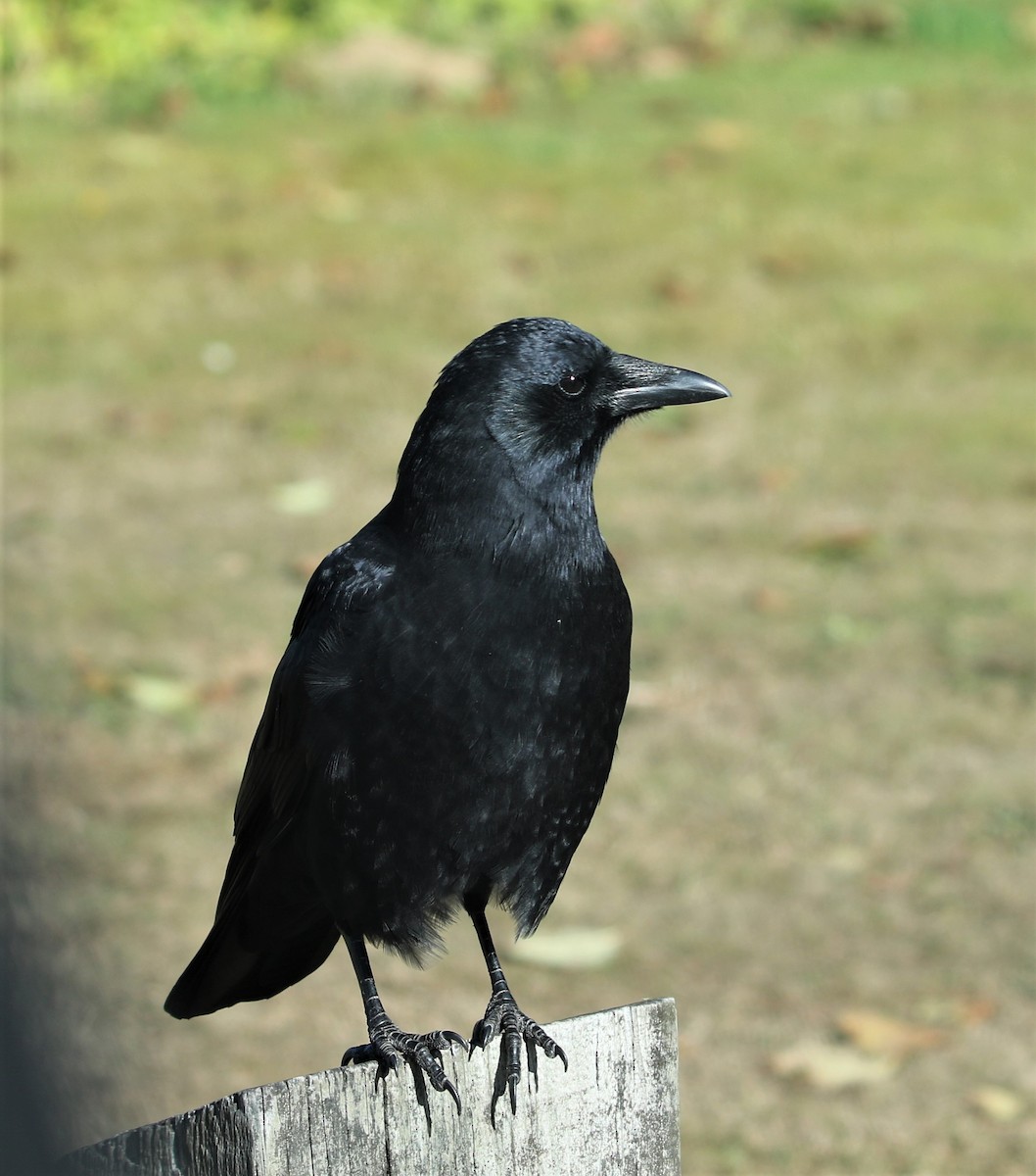 American Crow - ML497958701