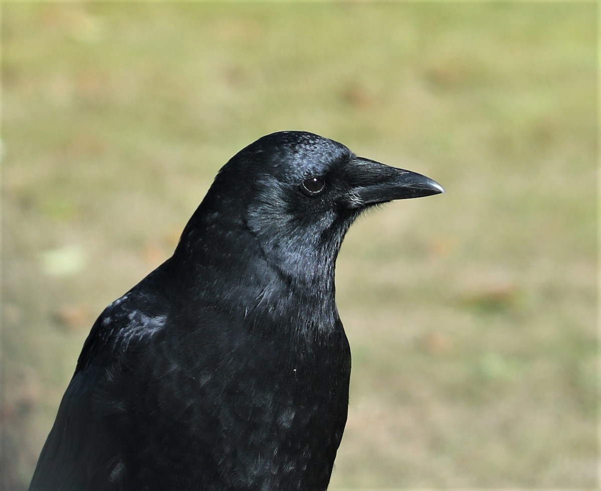 American Crow - ML497958711