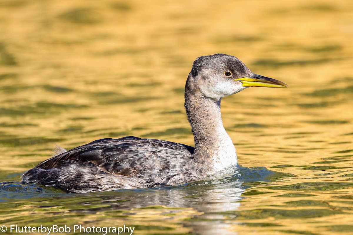 Red-necked Grebe - ML497962521