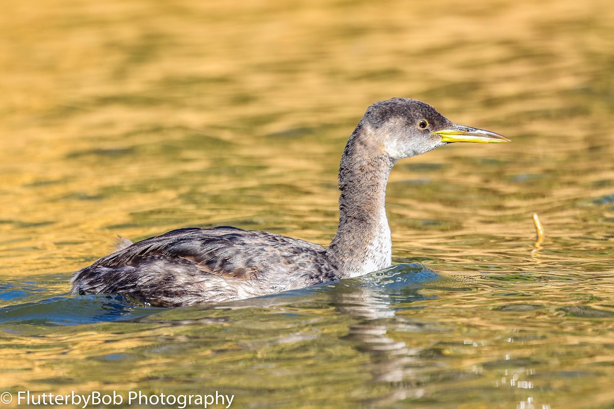 Red-necked Grebe - ML497962591