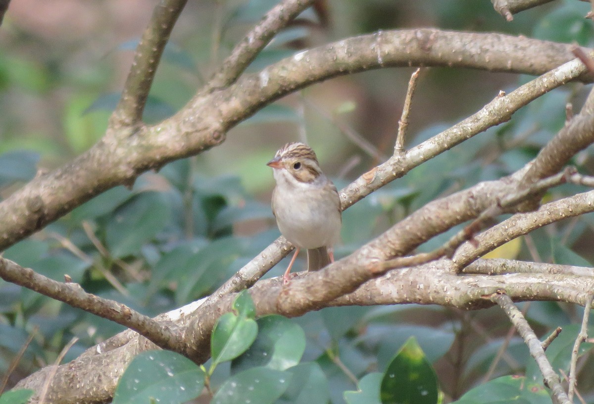 Clay-colored Sparrow - ML49796511