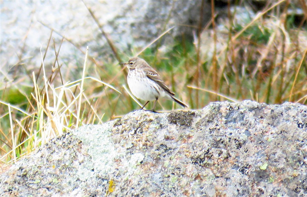 Water Pipit - ML49797171