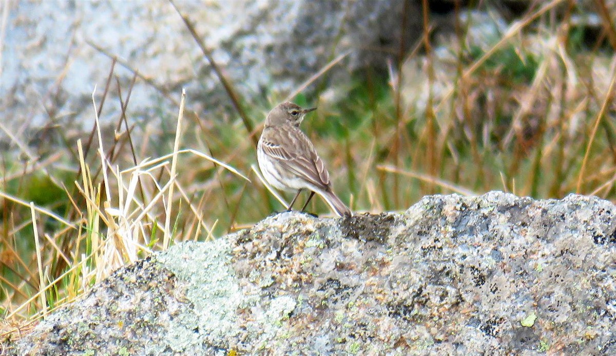 Water Pipit - ML49797191