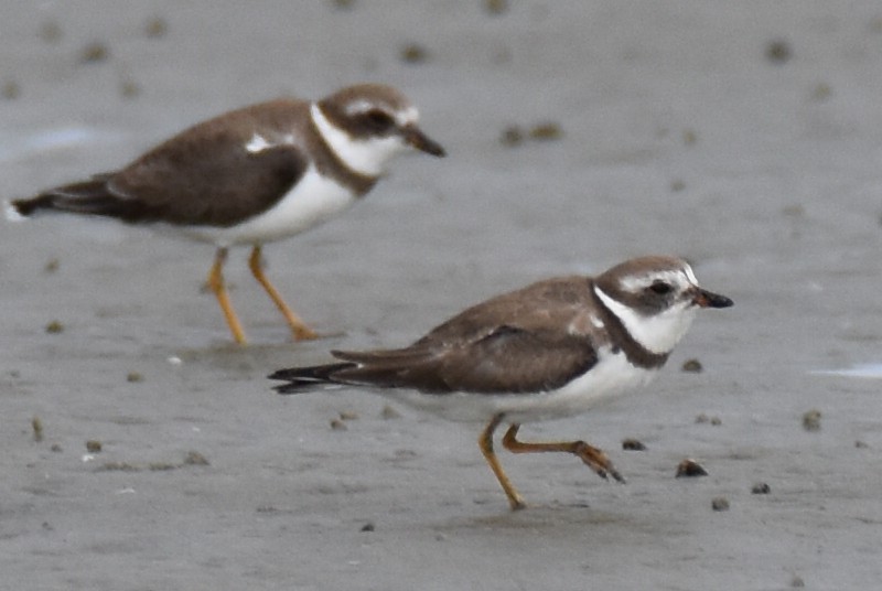 Semipalmated Plover - ML497972731