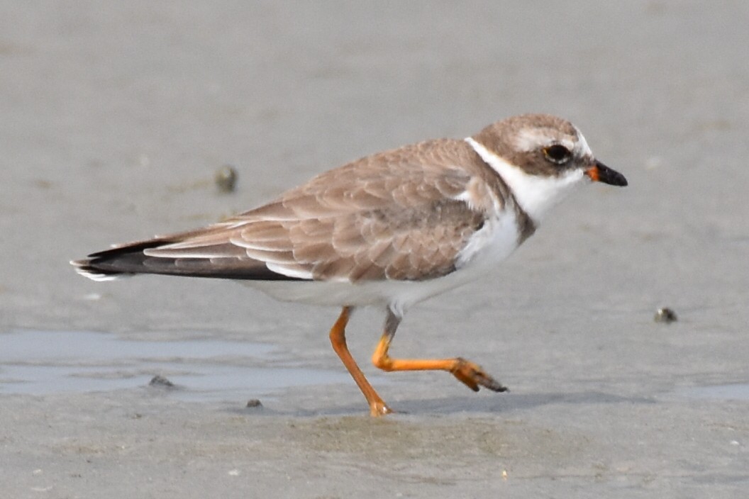 Semipalmated Plover - ML497972741