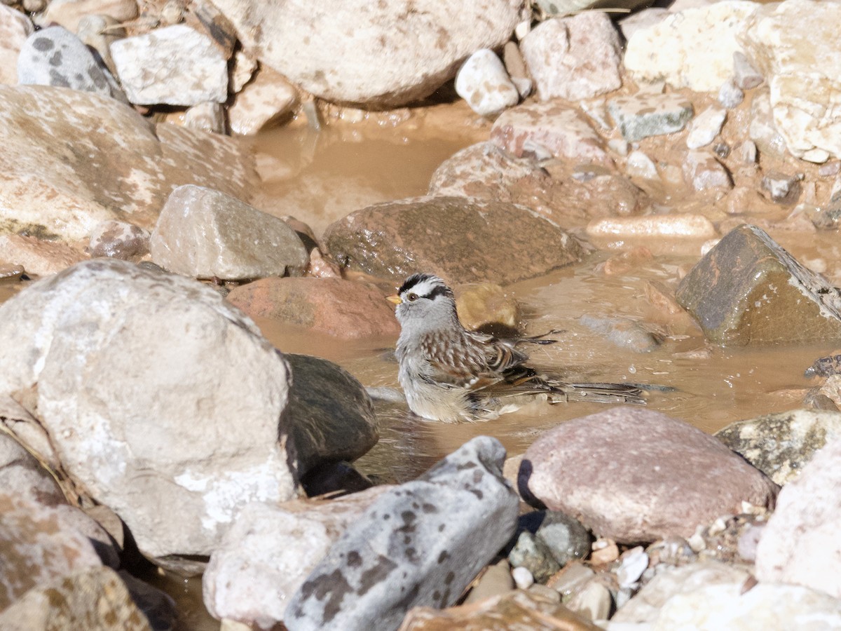 White-crowned Sparrow (Gambel's) - ML497973511