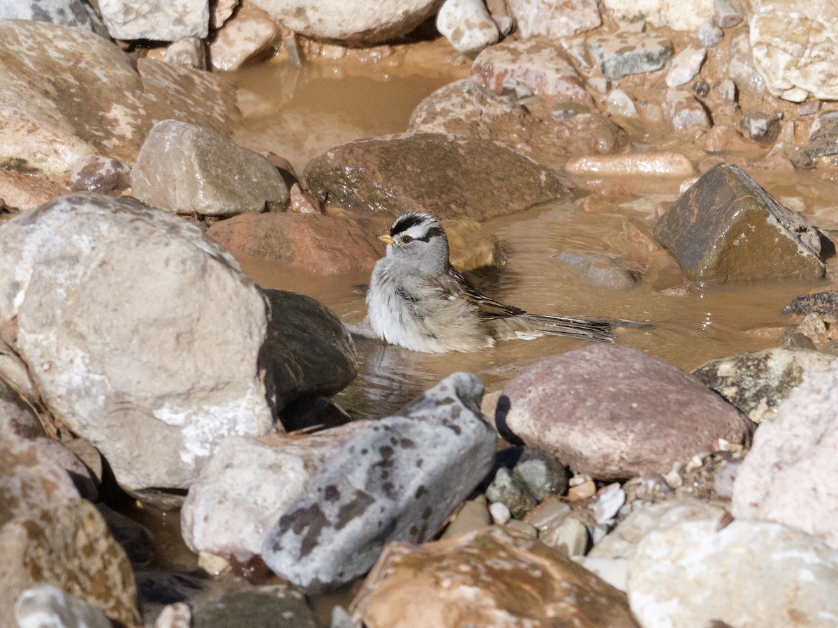 White-crowned Sparrow (Gambel's) - ML497973521