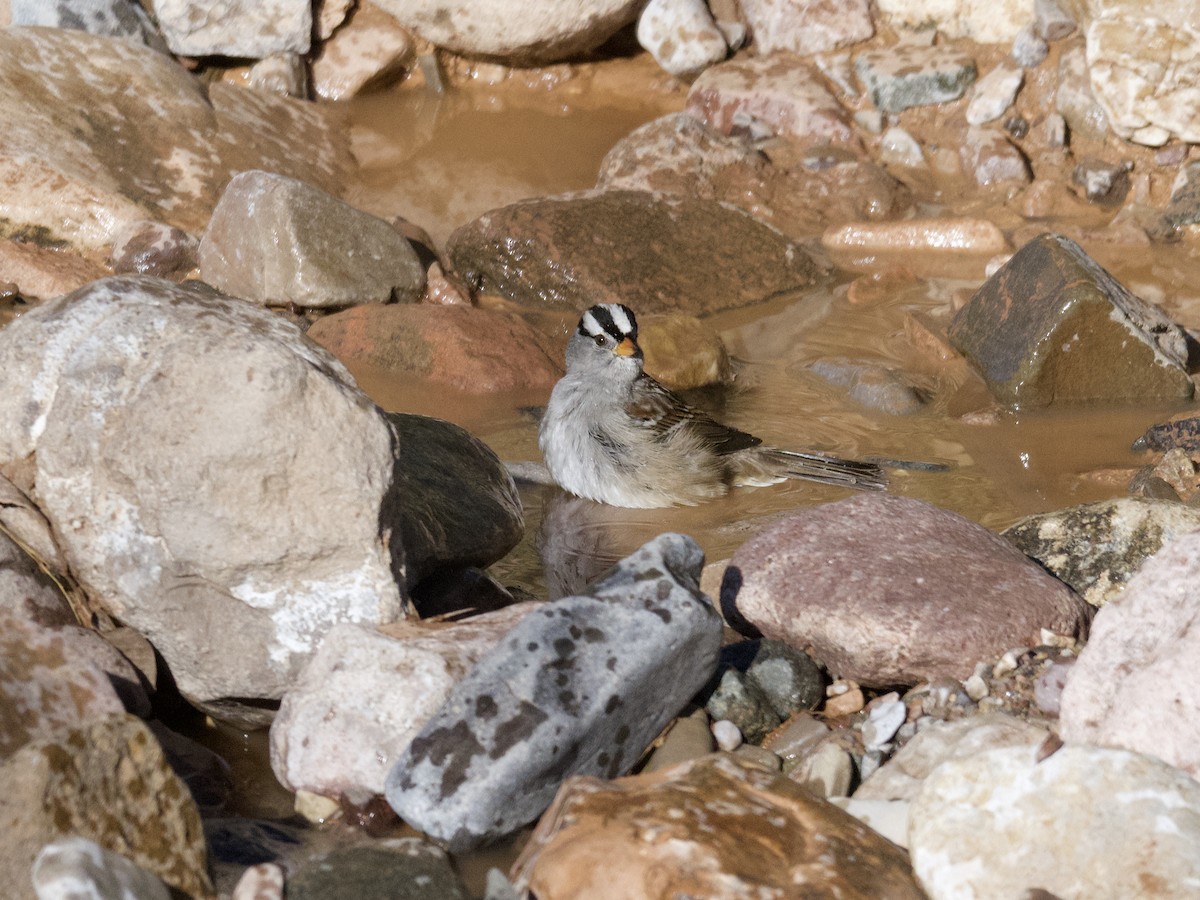 White-crowned Sparrow (Gambel's) - ML497973541