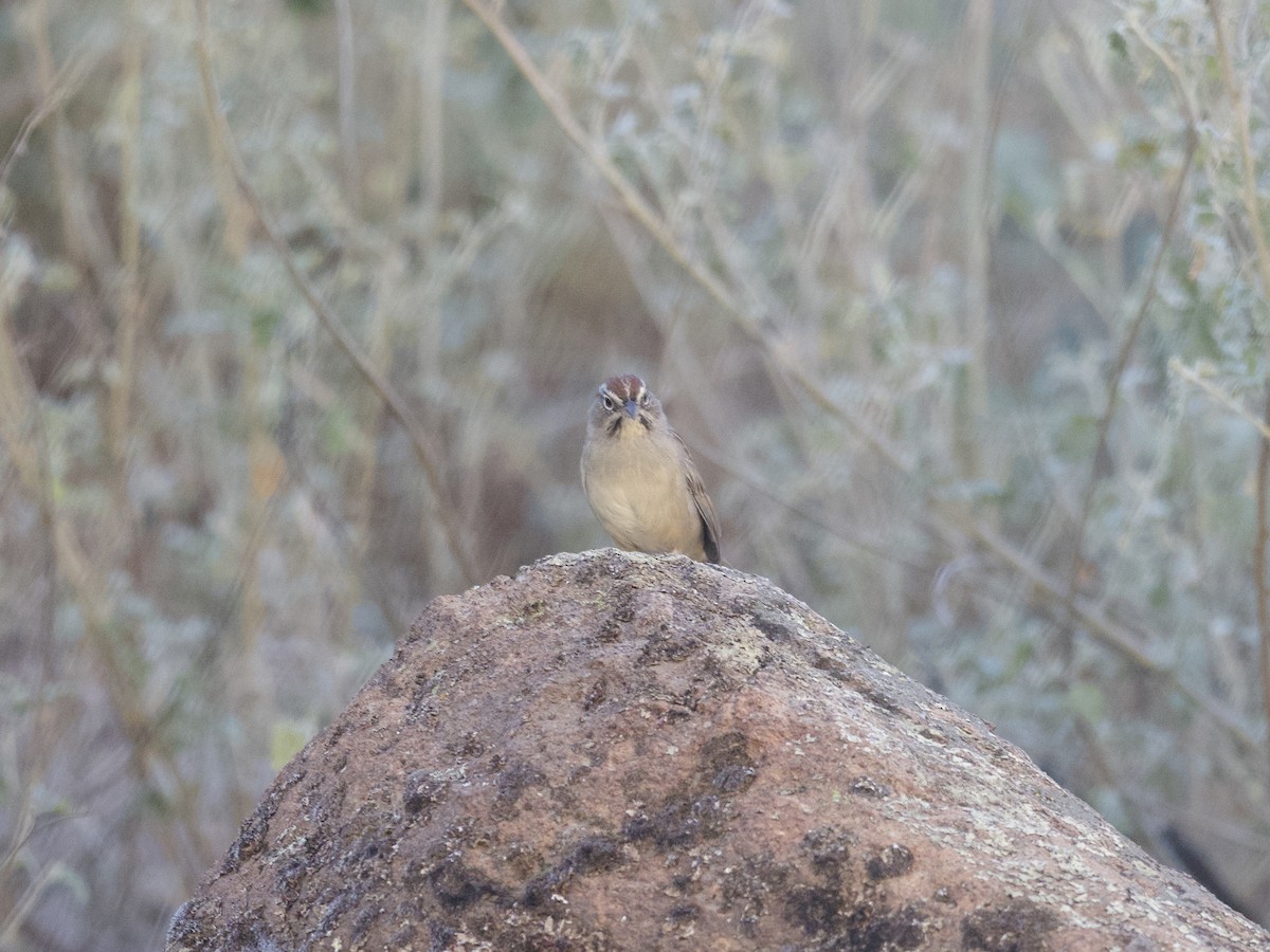 Rufous-crowned Sparrow - ML497973711