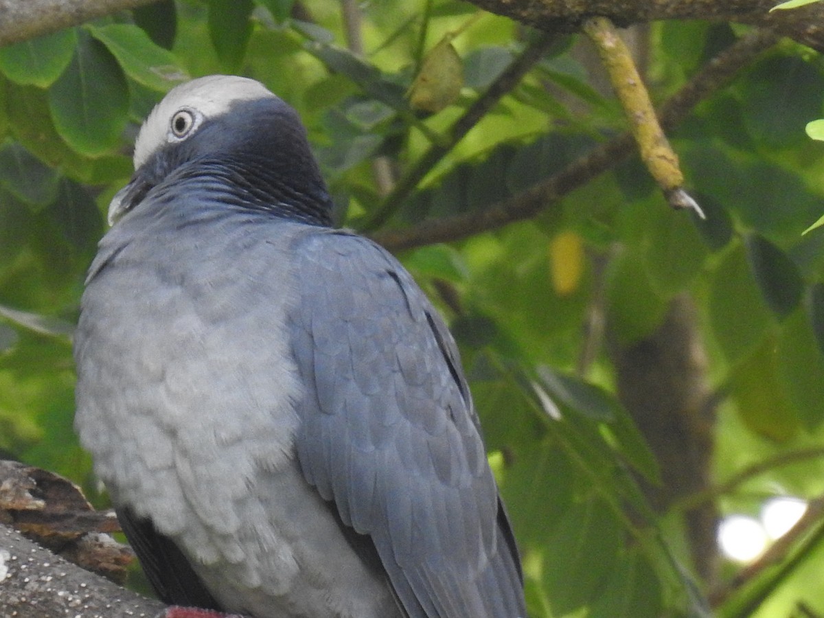 White-crowned Pigeon - ML497974341