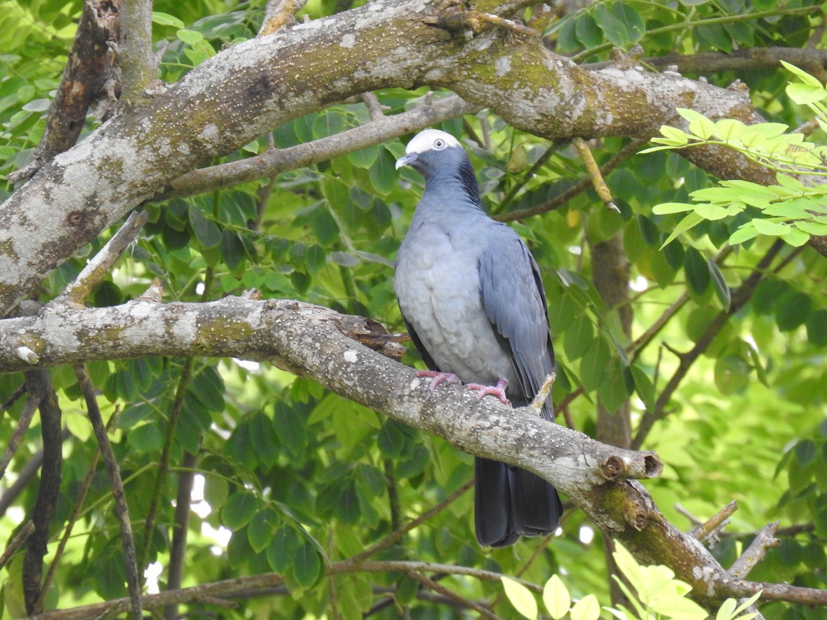 White-crowned Pigeon - ML497974351