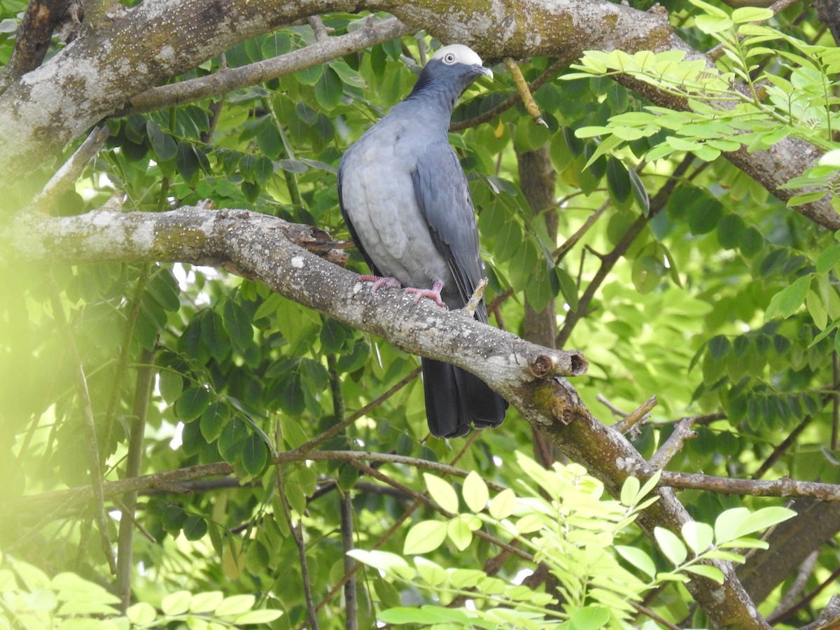 White-crowned Pigeon - ML497974361