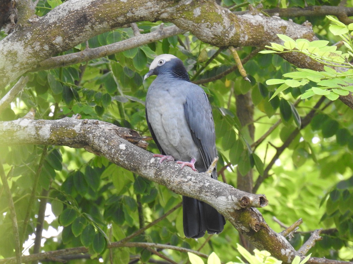 White-crowned Pigeon - ML497974371