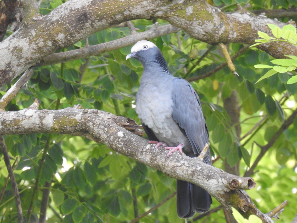 White-crowned Pigeon - ML497974381