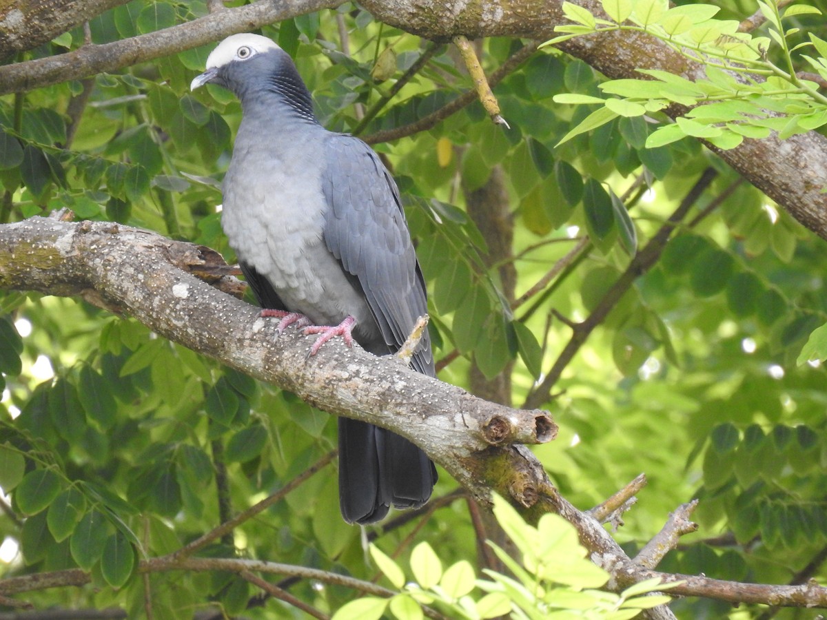 White-crowned Pigeon - ML497974411