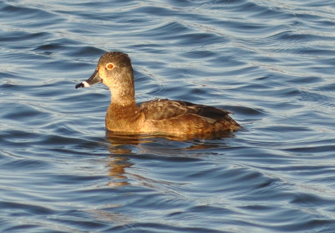 Ring-necked Duck - ML49797481