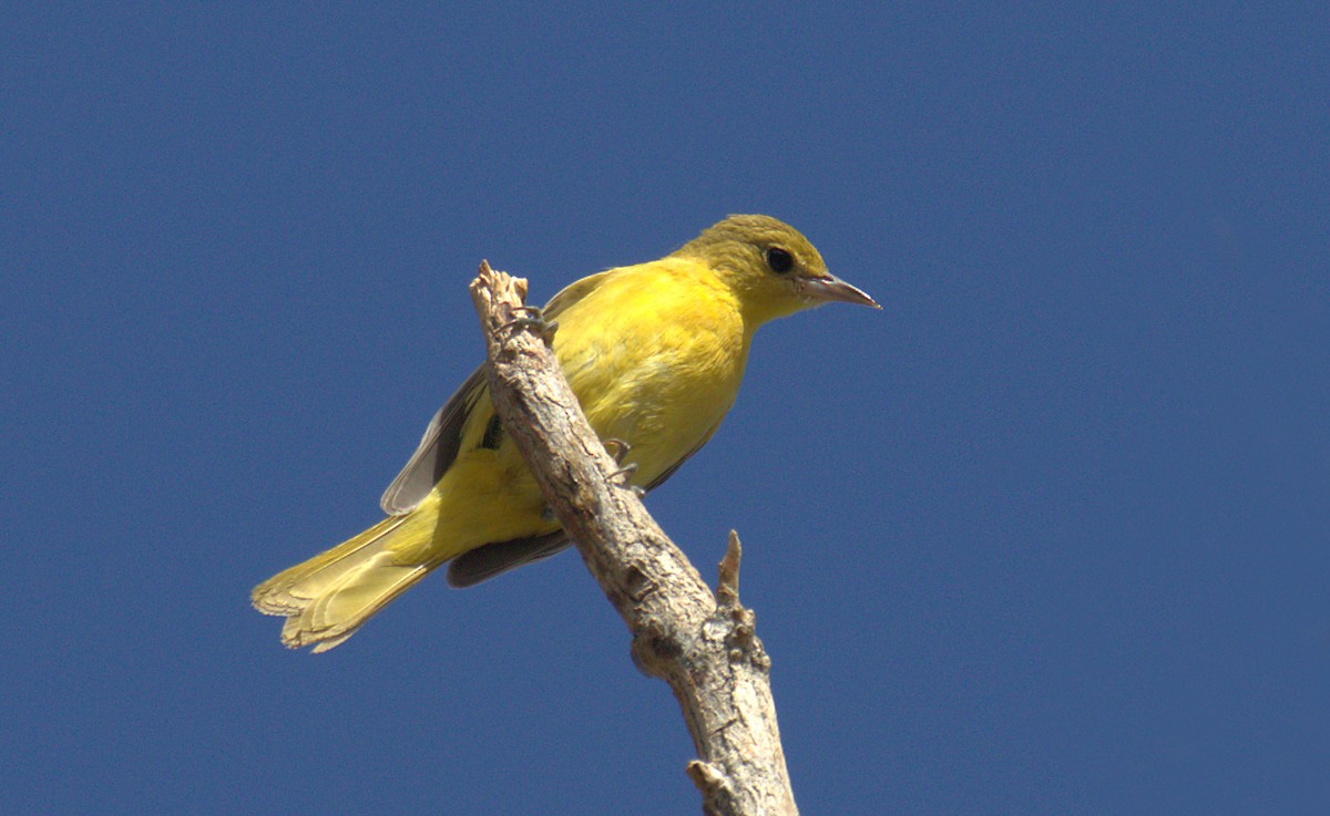 Orchard Oriole - ML497977691