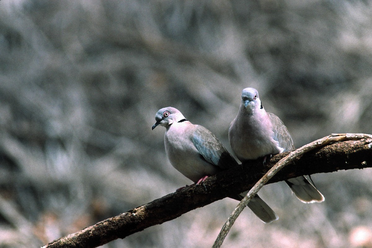 Mourning Collared-Dove - Marbry Hopkins