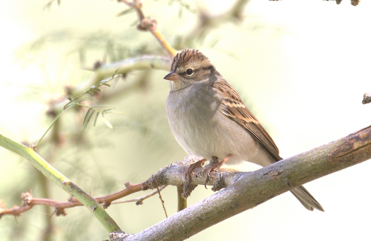 Chipping Sparrow - ML497979081