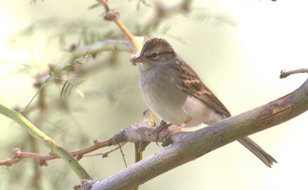 Chipping Sparrow - ML497979251