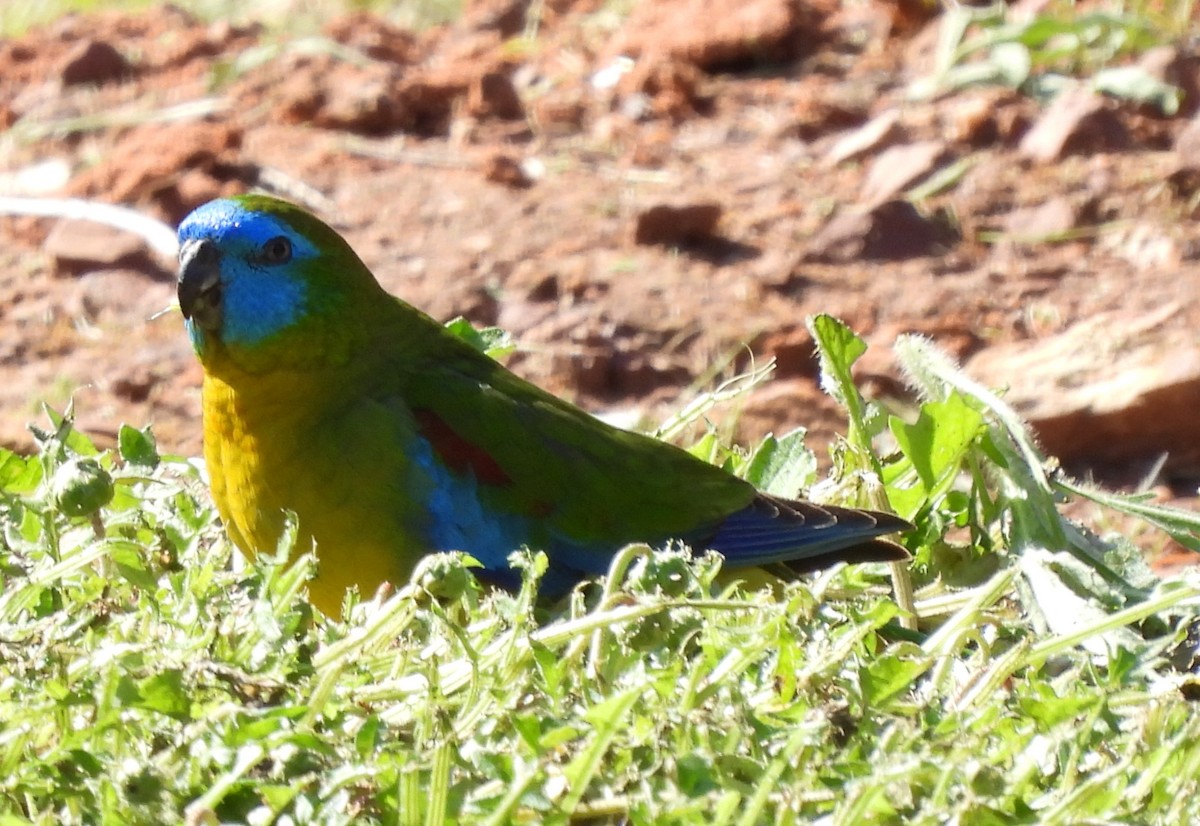 Turquoise Parrot - ML497979631