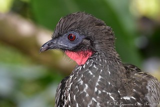 Crested Guan, ML49798071