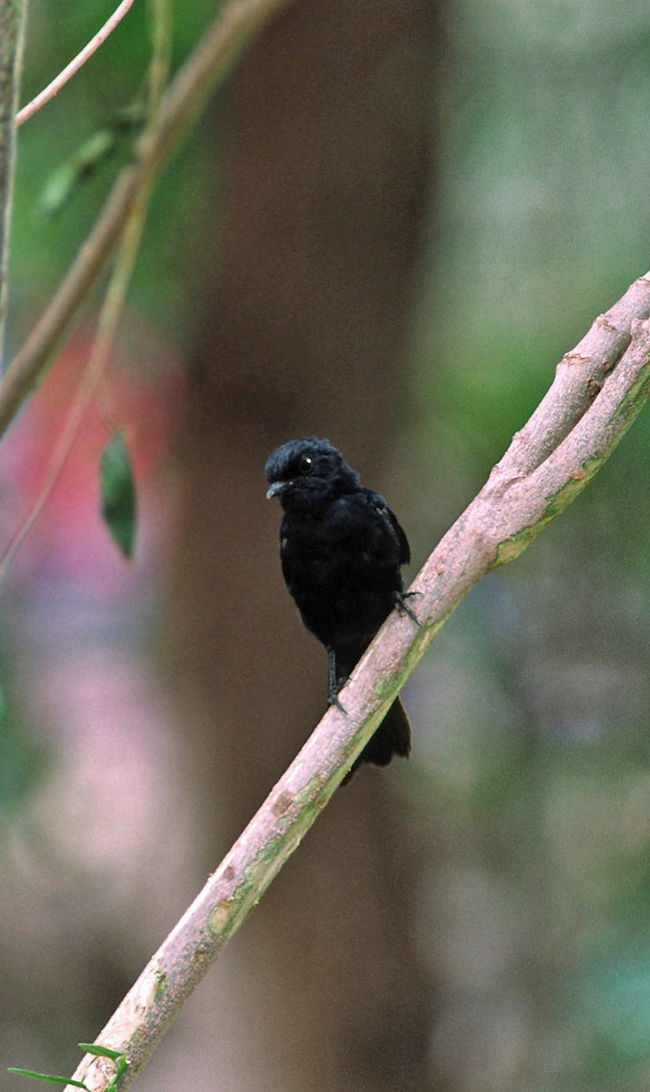 Southern Black-Flycatcher - Marbry Hopkins