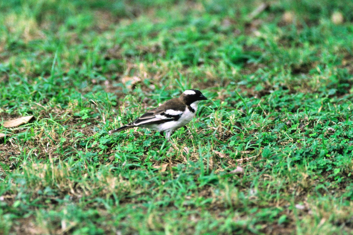 White-browed Sparrow-Weaver - Marbry Hopkins