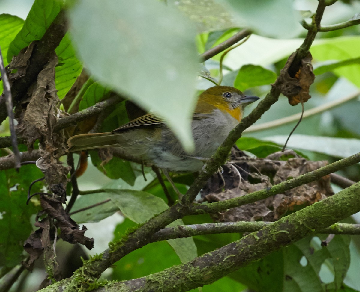 Yellow-throated Chlorospingus - Brooke Miller