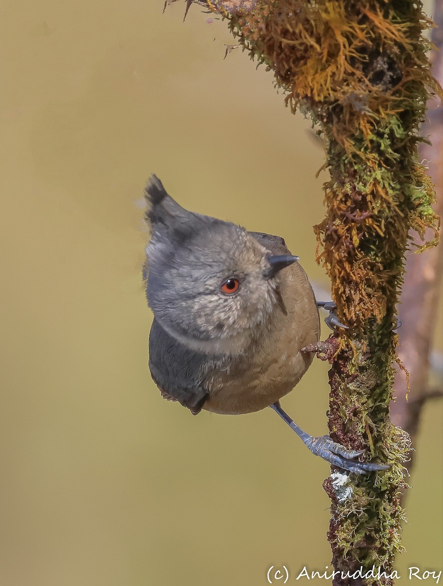 Gray-crested Tit - ML497986931