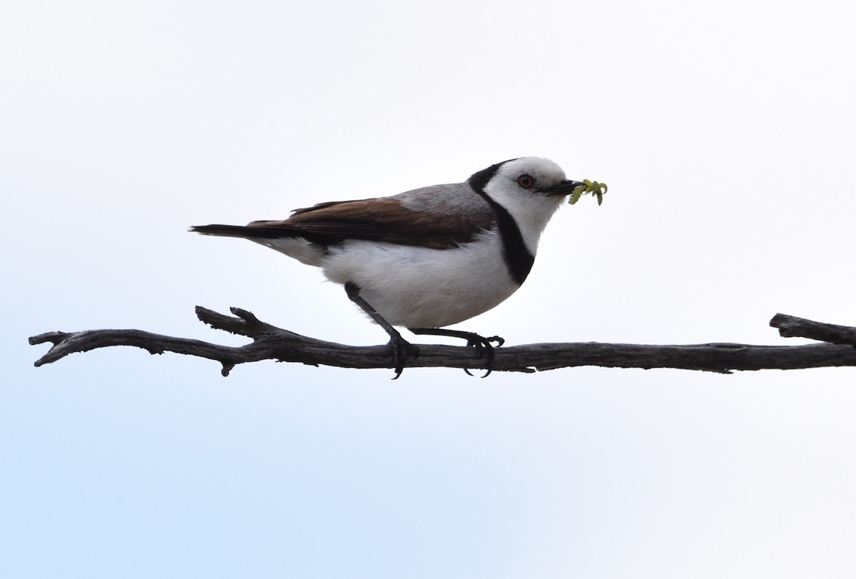 White-fronted Chat - ML497989341