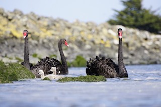 Black Swan, ML497991251