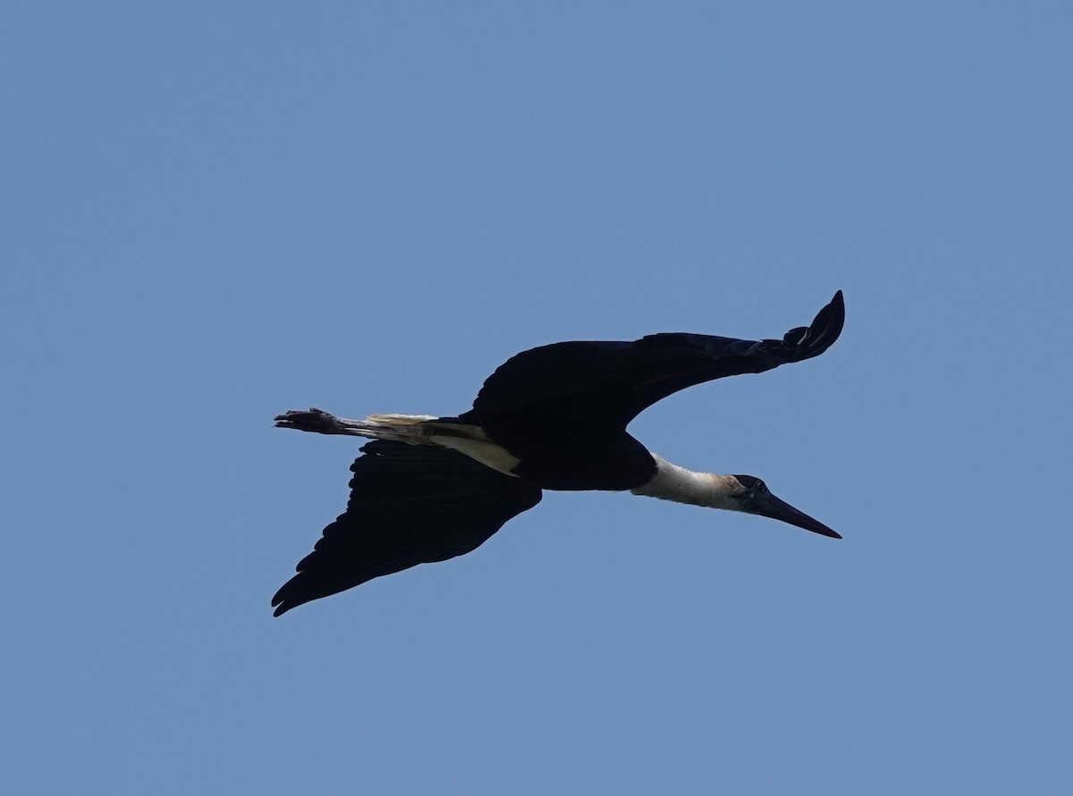 Asian Woolly-necked Stork - ML497992191