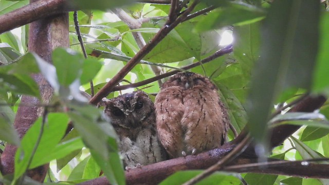 Sunda Scops-Owl - ML497996181