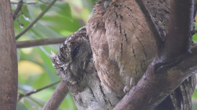 Sunda Scops-Owl - ML497996191