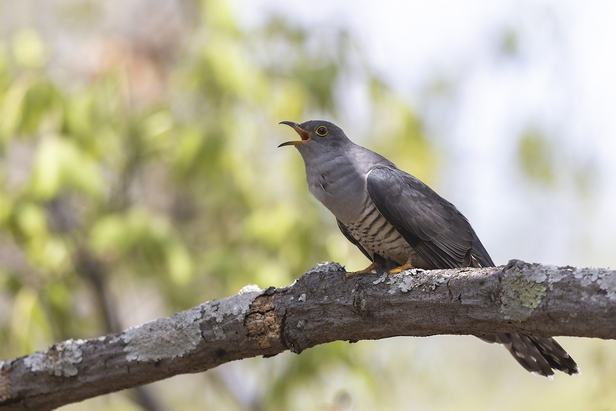 Madagascar Cuckoo - Niall D Perrins
