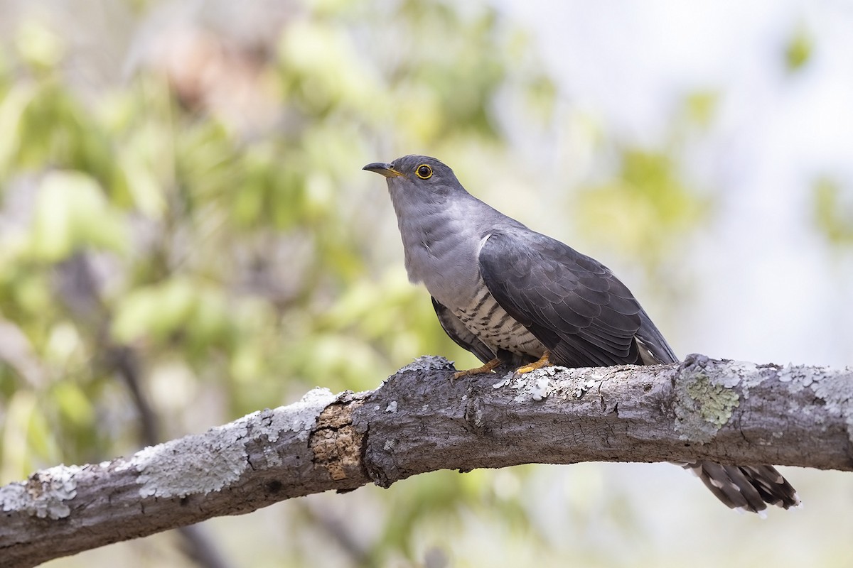 Madagascar Cuckoo - Niall D Perrins
