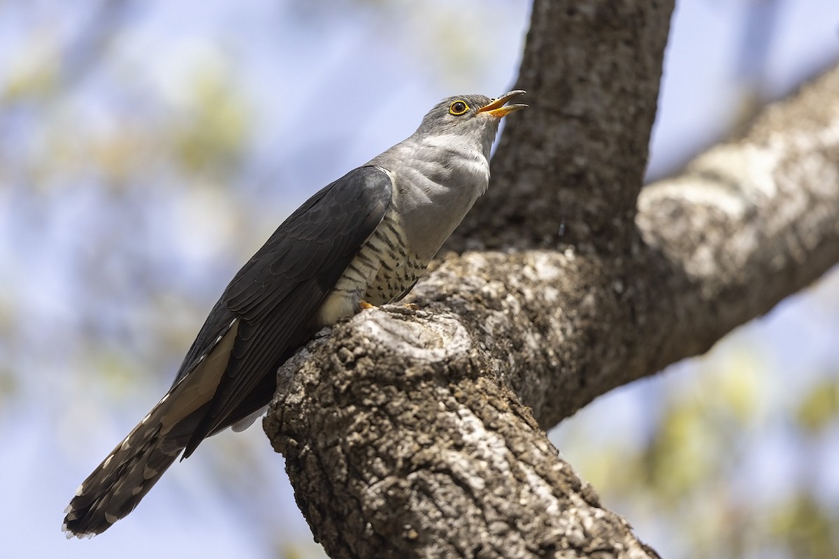 Madagascar Cuckoo - ML498001441