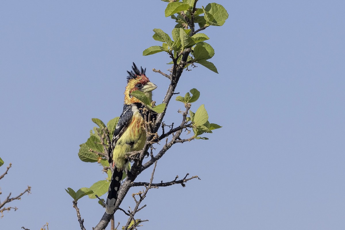 Crested Barbet - Niall D Perrins