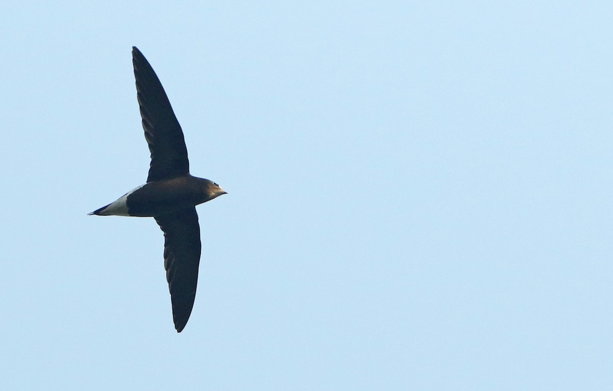 Brown-backed Needletail - ML49800721