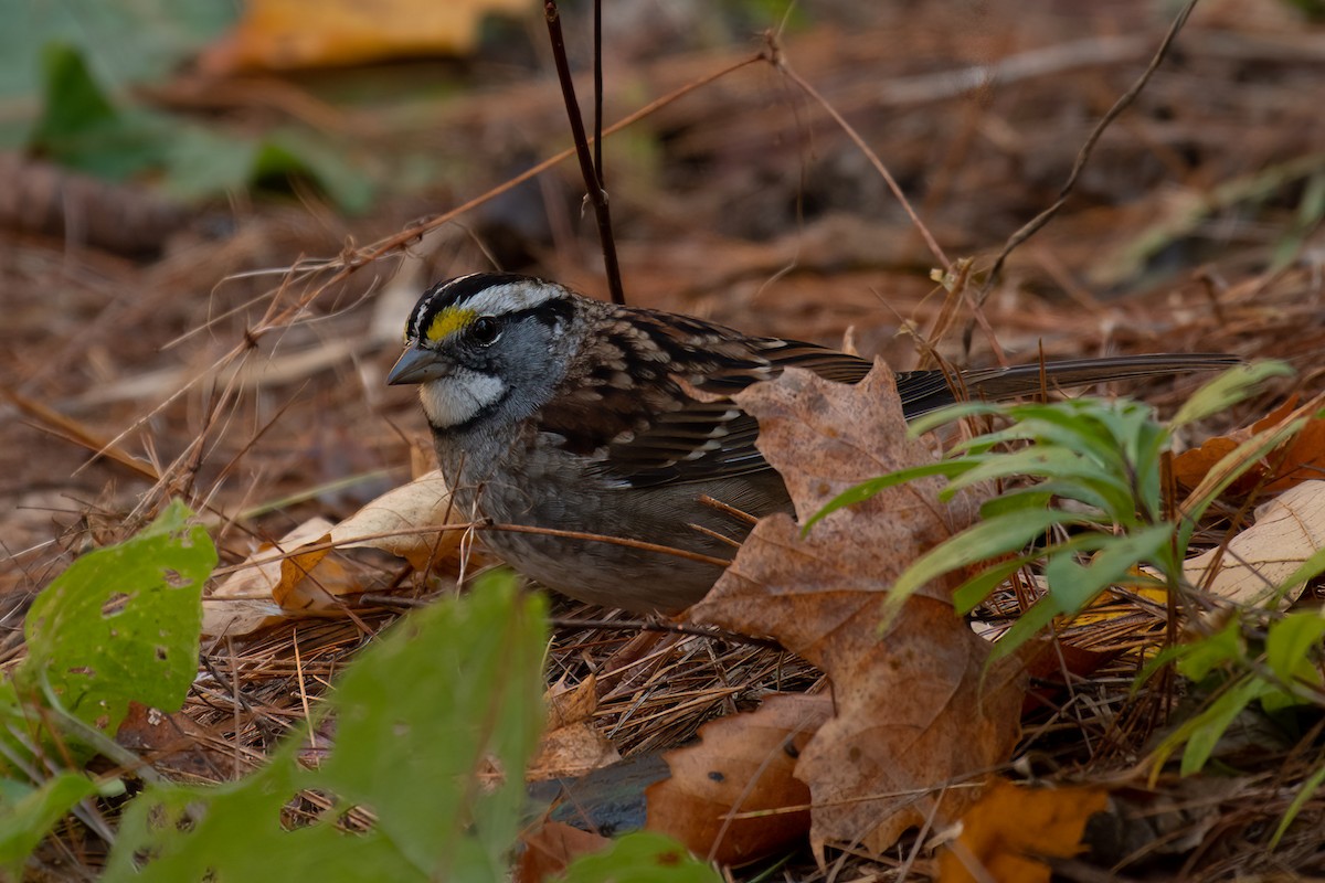 White-throated Sparrow - ML498020041