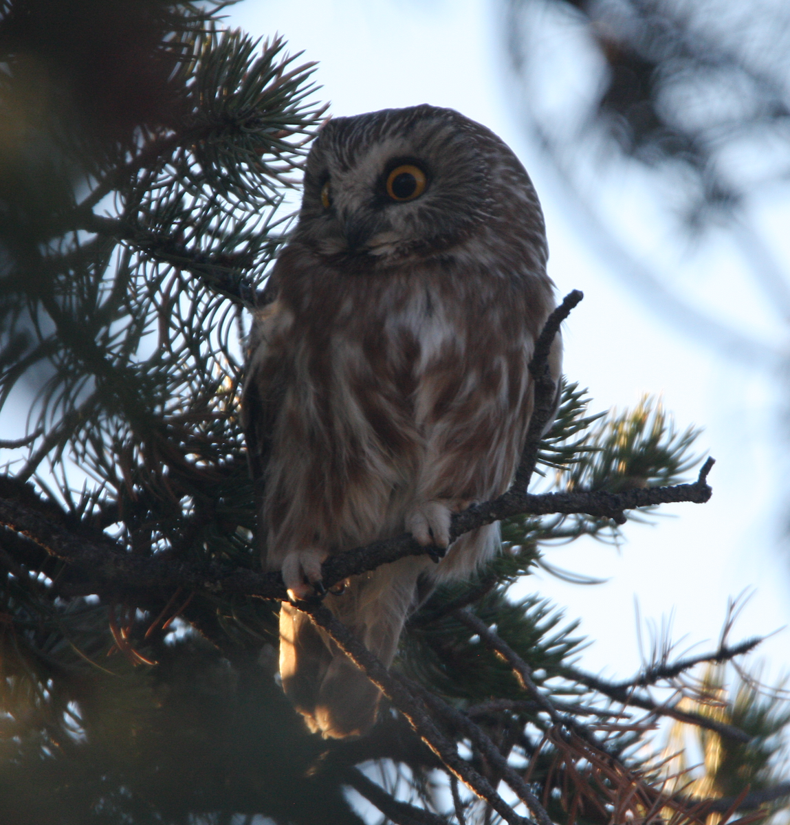 Northern Saw-whet Owl - James Loy