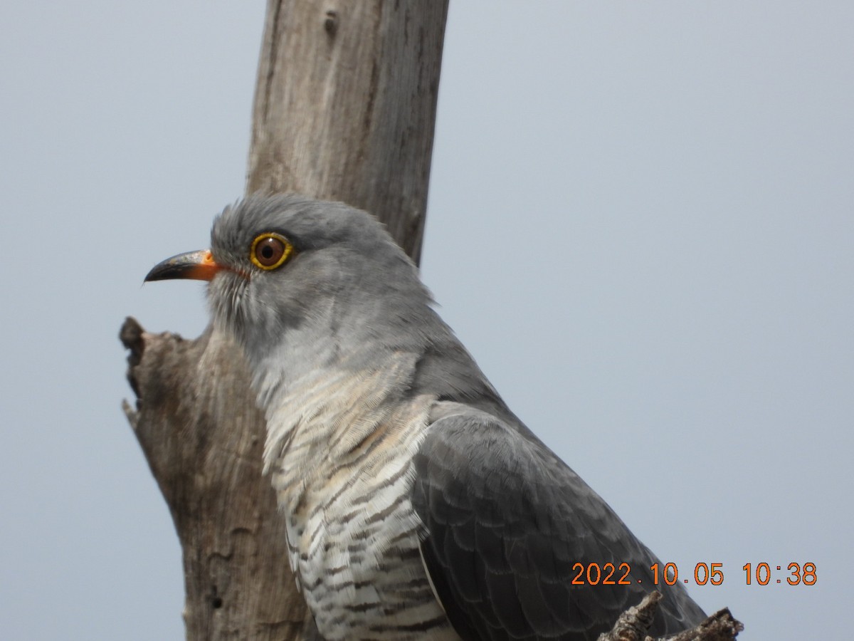 African Cuckoo - ML498025971