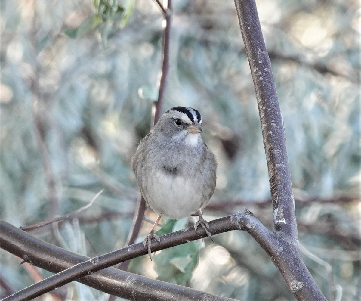 White-crowned x White-throated Sparrow (hybrid) - Scott Terrill