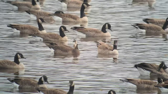 Greater White-fronted x Canada Goose (hybrid) - ML498029221