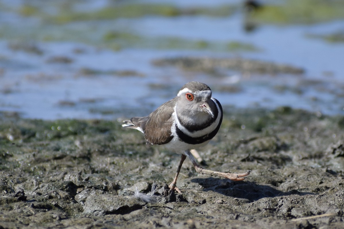 Three-banded Plover - ML498037411