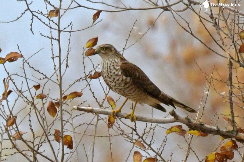 Eurasian Sparrowhawk - ML498040701
