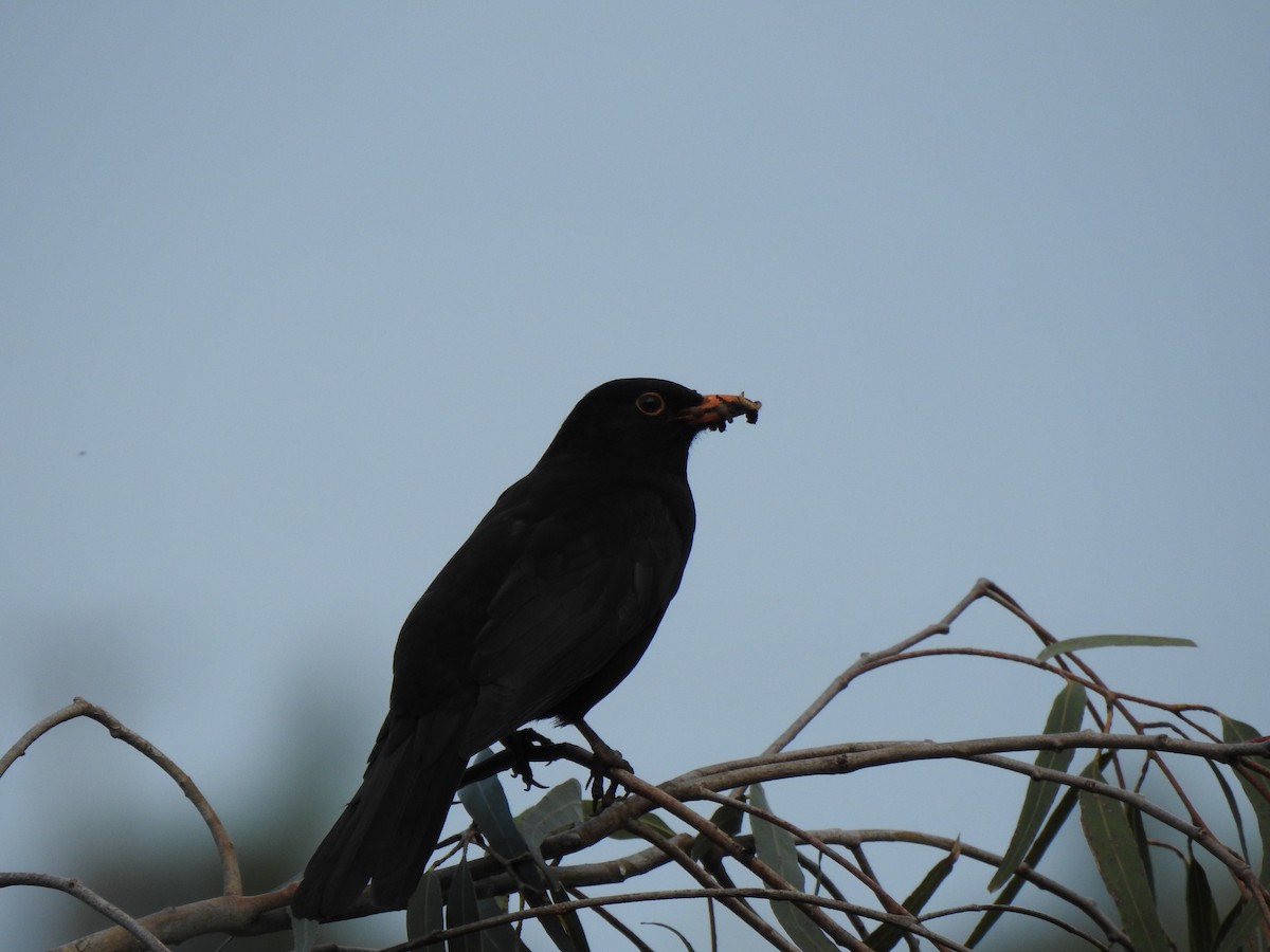 Eurasian Blackbird - ML498044431
