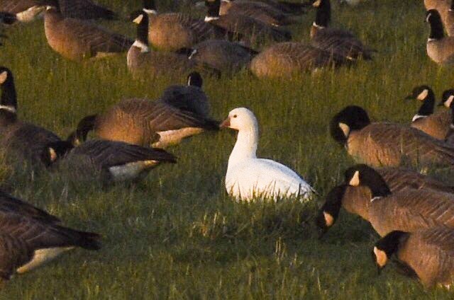 Ross's Goose - Max Brodie