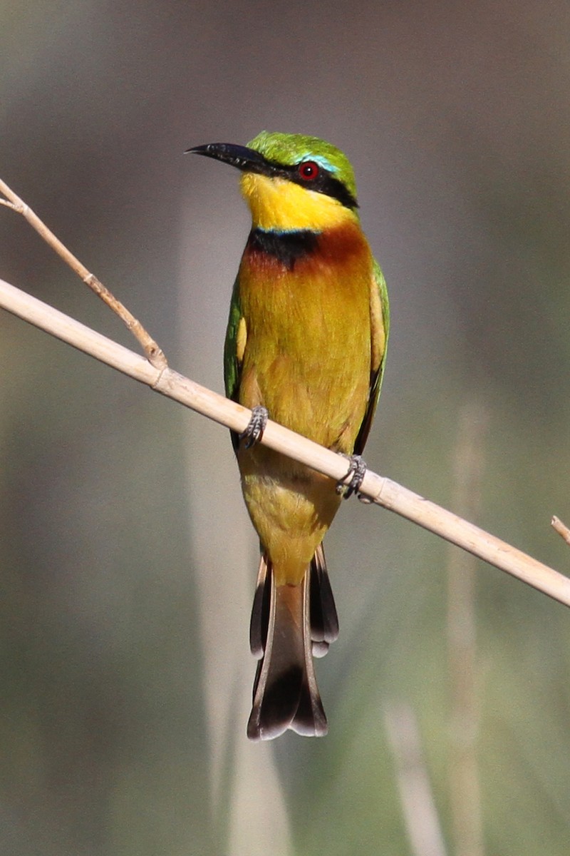 Little Bee-eater - Margot Oorebeek